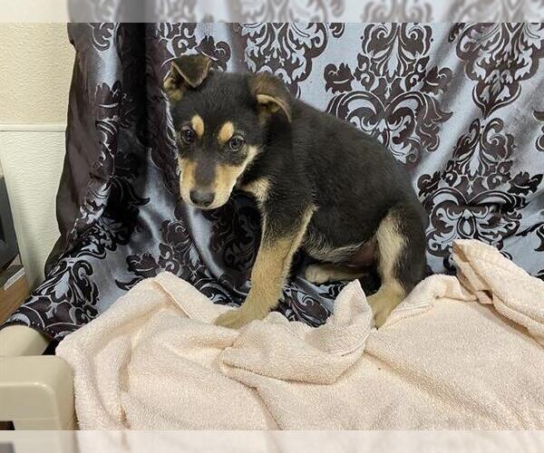 Medium Photo #1 German Shepherd Dog-Unknown Mix Puppy For Sale in Modesto, CA, USA