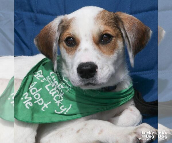 Medium Photo #1 Mutt Puppy For Sale in Washington, DC, USA