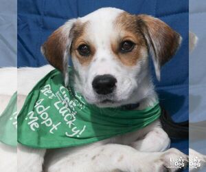 Mutt Dogs for adoption in Washington, DC, USA