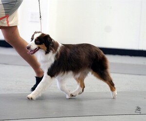 Mother of the Miniature American Shepherd puppies born on 06/25/2025