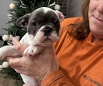 Small #5 French Bulldog