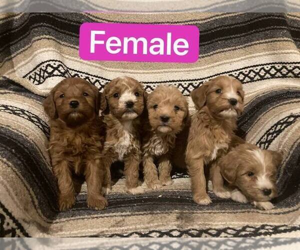 Medium Photo #1 Goldendoodle (Miniature) Puppy For Sale in CURTISS, WI, USA