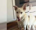 Small white german shepherd Mix