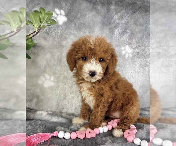 Medium Photo #5 Goldendoodle (Miniature) Puppy For Sale in INDIANAPOLIS, IN, USA