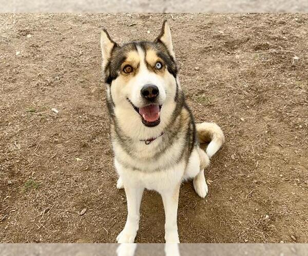 Medium Photo #1 Siberian Husky Puppy For Sale in Orange, CA, USA