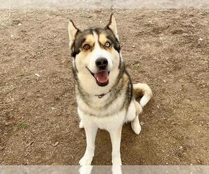 Siberian Husky Dogs for adoption in Orange, CA, USA