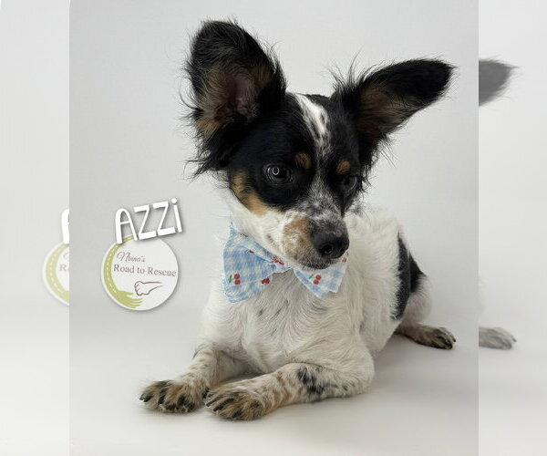 Medium Photo #3 Papillon-Unknown Mix Puppy For Sale in Benton, LA, USA
