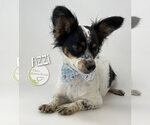 Small #2 Papillon Mix