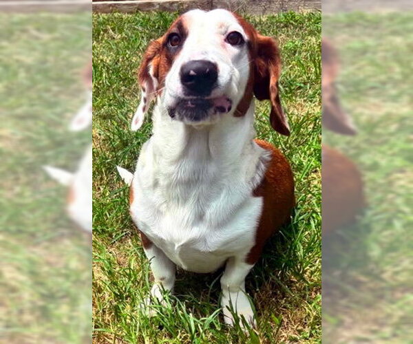 Medium Photo #5 Bagle Hound Puppy For Sale in Deepwater, NJ, USA