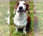 Small #4 Bagle Hound