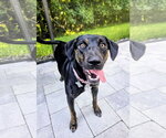 Small #1 Mutt