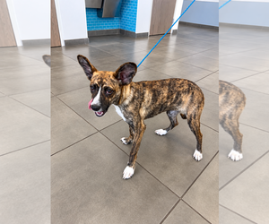 Pandora - Female Cardigan Welsh Corgi-Holland Shepherd Mix Dog for Adoption - Photo #2