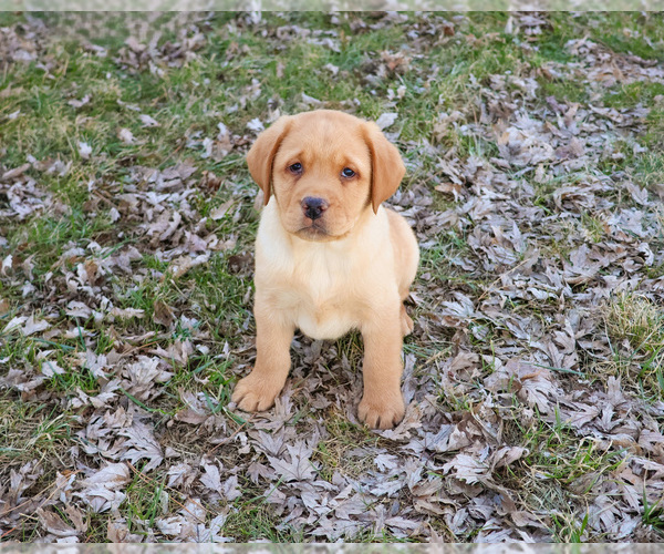 Medium Photo #17 Labrador Retriever Puppy For Sale in SYRACUSE, IN, USA