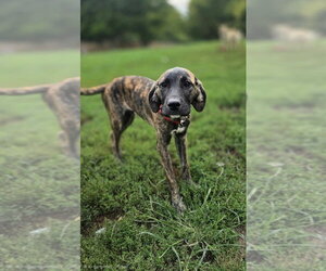 Boxer-Unknown Mix Dogs for adoption in Aurora, IN, USA