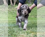 Puppy Tex Aussiedoodle