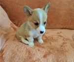 Small #5 Pembroke Welsh Corgi