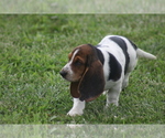 Small #2 Basset Hound