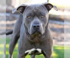 Mutt Dogs for adoption in Camarillo, CA, USA