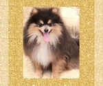 Image preview for Ad Listing. Nickname: Akc Prince