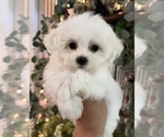 Small #1 Maltese