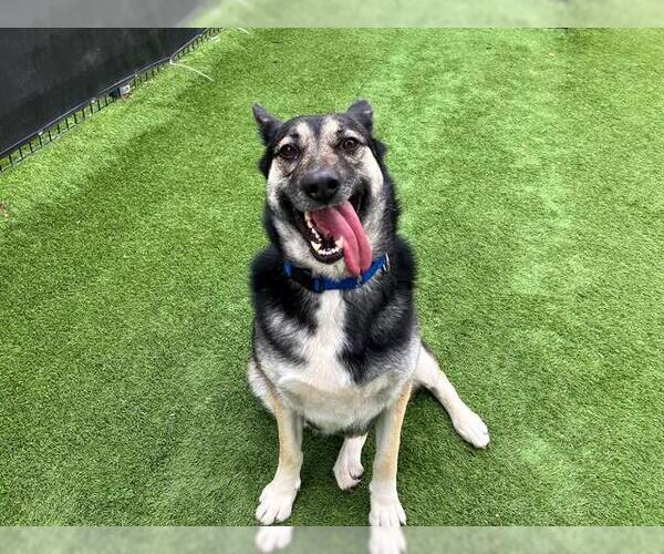 Medium Photo #1 German Shepherd Dog-Siberian Husky Mix Puppy For Sale in Orange, CA, USA
