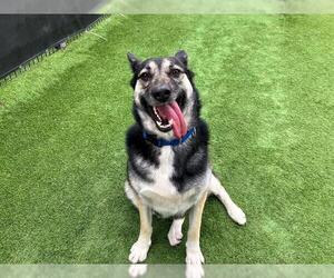 German Shepherd Dog-Siberian Husky Mix Dogs for adoption in Orange, CA, USA