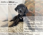 Puppy 10 Dogo Argentino-Vizsla Mix