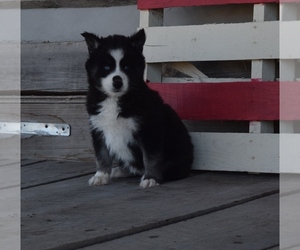 Siberian Husky Puppy for sale in SILEX, MO, USA