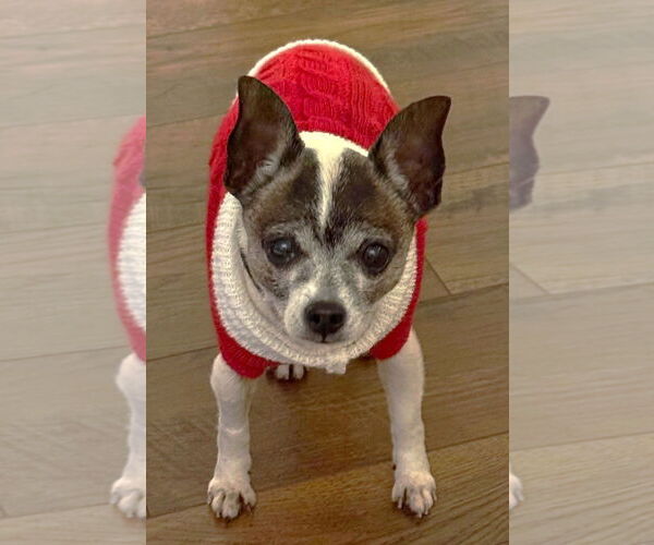 Medium Photo #3 Chihuahua-Unknown Mix Puppy For Sale in Boonton, NJ, USA