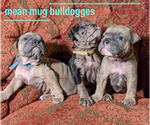 Small Photo #10 Olde English Bulldogge Puppy For Sale in LOUISVILLE, KY, USA