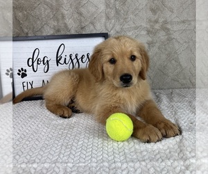 Golden Retriever Puppy for sale in INDIANAPOLIS, IN, USA