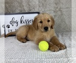 Small Golden Retriever