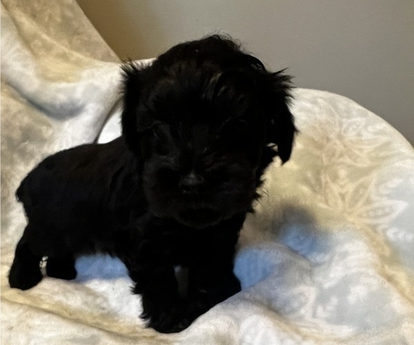 Medium Photo #5 Schnauzer (Miniature) Puppy For Sale in OMAHA, NE, USA