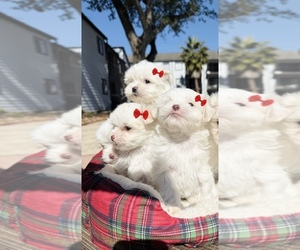 Maltese Puppy for sale in HOUSTON, TX, USA