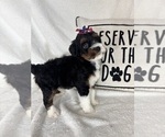 Small #4 Bernedoodle