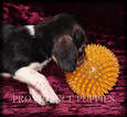 Small Photo #8 Beagle Puppy For Sale in COPPOCK, IA, USA