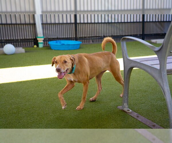 Medium Photo #4 Labrador Retriever-Unknown Mix Puppy For Sale in Waco, TX, USA