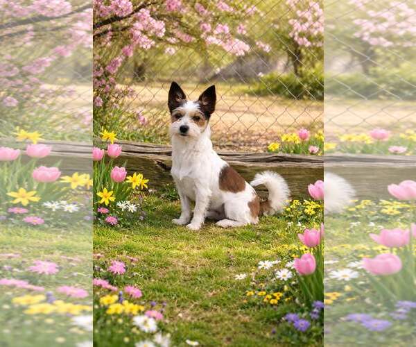 Medium Photo #2 Mutt Puppy For Sale in Yardley, PA, USA