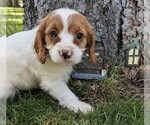 Small Photo #6 Cavapoo (Miniature) Puppy For Sale in SISTERS, OR, USA
