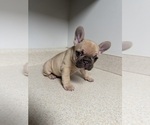 Small #1 French Bulldog