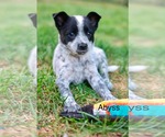Small Mutt