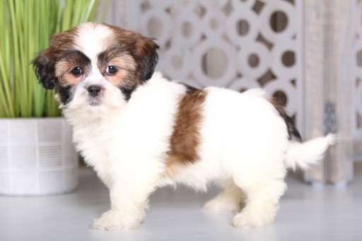 Medium Photo #1 Havashu Puppy For Sale in MOUNT VERNON, OH, USA