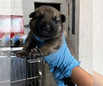 Small German Shepherd Dog