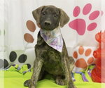 Small Great Dane Mix