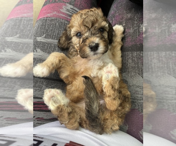 Medium Photo #5 Maltipoo Puppy For Sale in KATY, TX, USA