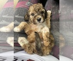 Small #4 Maltipoo