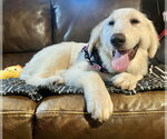 Small #6 Great Pyrenees