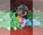 Puppy Jasper Yorkshire Terrier
