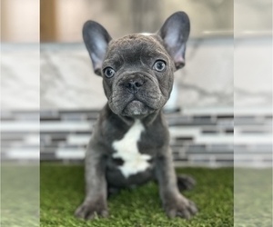 French Bulldog Puppy for sale in BEVERLY HILLS, CA, USA