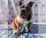 Small #4 American Staffordshire Terrier Mix